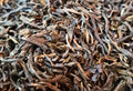 CHINA JASMIN SPÉCIAL image 0