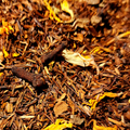 Sachet vrac de ROOIBOS AUX ÉPICES, cardamome, cannelle, girofle, vanille, orange, sans théine.