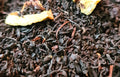 Sachet vrac de thé noir EARL GREY DELUXE  aux agrumes, bergamote, orange sanguine, mandarine.