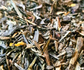 Sachet vrac de thé vert RÊVE DE LA MARTINIQUE, fruits exotiques, ananas, tournesol.